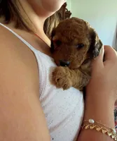 Little red 💜 female, a female Doxiepoo for sale in Warsaw, OH – 7 of 8