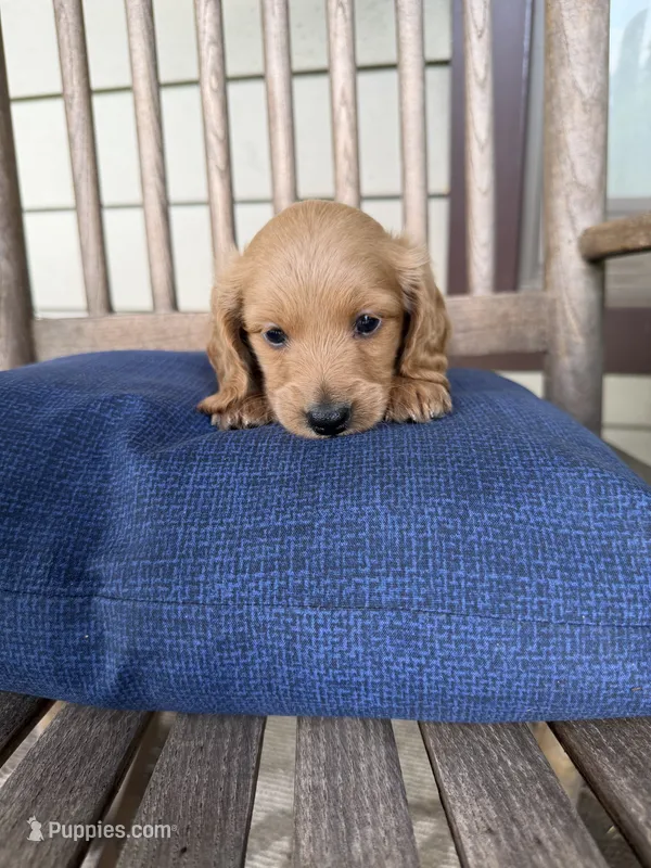 Little cream boy 💛 – Doxiepoo puppy for sale in Warsaw, OH