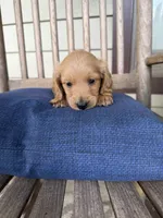 Little cream boy 💛, a male Doxiepoo for sale in Warsaw, OH – 1 of 9