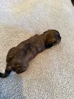Dapple male , a male Doxiepoo for sale in Warsaw, OH – 9 of 10