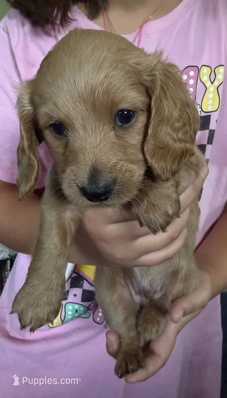 Cream  – Doxiepoo puppy for sale in Warsaw, OH
