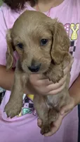 Little cream boy 💛, a male Doxiepoo for sale in Warsaw, OH – 2 of 9