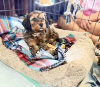 💙 Shaded red boy, a male Doxiepoo and Miniature Dachshund for sale in Warsaw, OH – 3 of 9