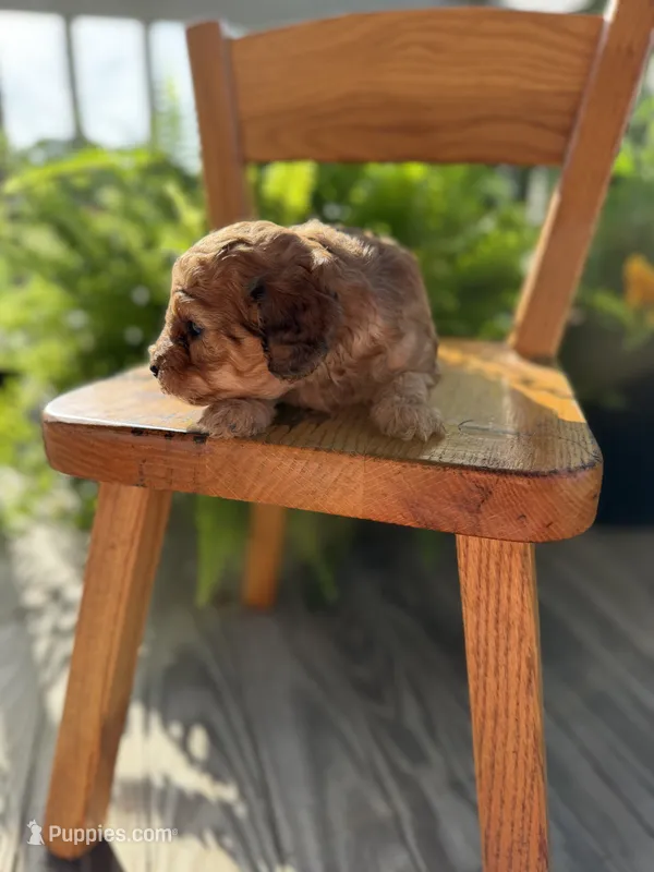 Shaded cream  – Doxiepoo puppy for sale in Warsaw, OH