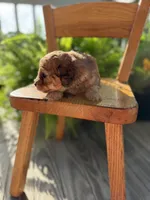 Shaded cream , a male Doxiepoo for sale in Warsaw, OH – 1 of 4