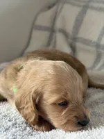 Cream , a male Doxiepoo for sale in Warsaw, OH – 2 of 4