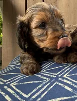 💙 Shaded red boy, a male Doxiepoo and Miniature Dachshund for sale in Warsaw, OH – 2 of 9