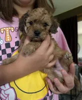 💚 Little shaded cream, a male Doxiepoo for sale in Warsaw, OH – 3 of 9