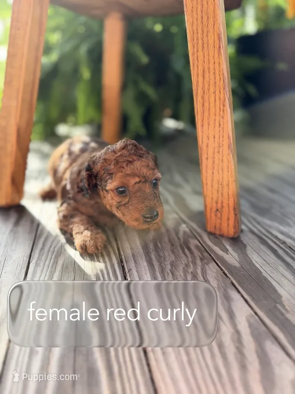 Curly red  – Doxiepoo puppy for sale in Warsaw, OH