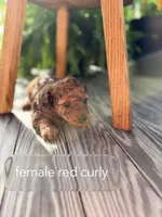 Curly red , a female Doxiepoo for sale in Warsaw, OH – 1 of 3