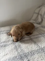 Cream , a male Doxiepoo for sale in Warsaw, OH – 3 of 4