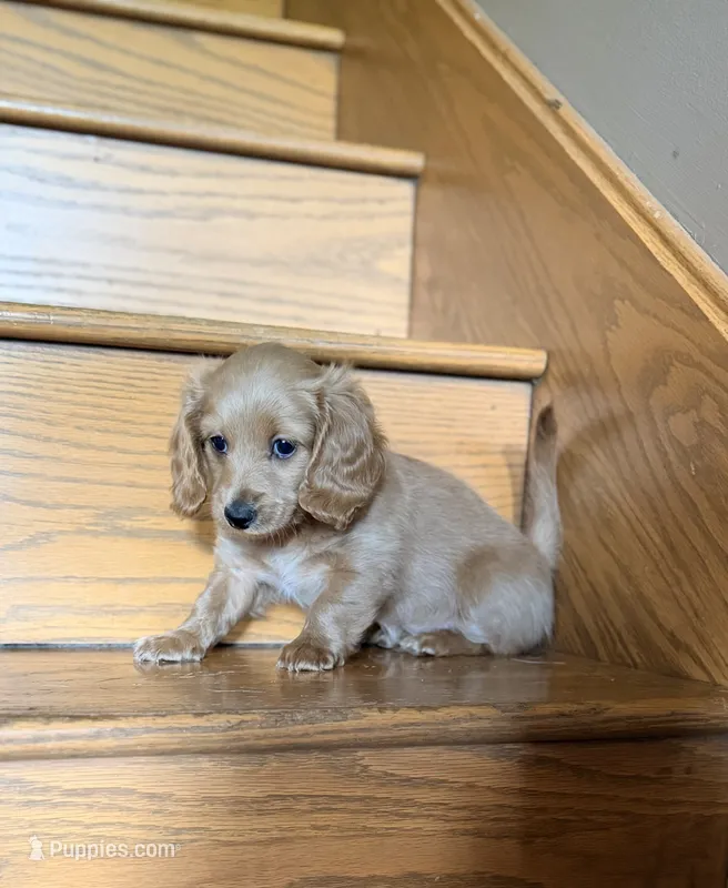 Mr. Cream 💛 – Doxiepoo, Miniature Dachshund puppy for sale in Fort Knox, KY