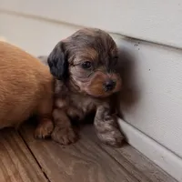 Dapple male , a male Doxiepoo for sale in Warsaw, OH – 4 of 10