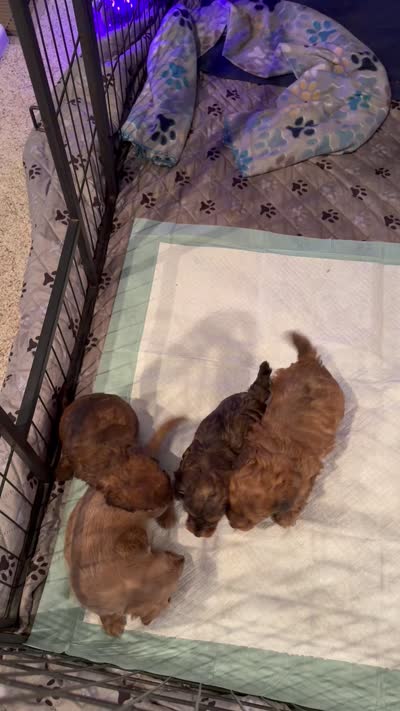 Dapple male , a male Doxiepoo for sale in Warsaw, OH – 5 of 10
