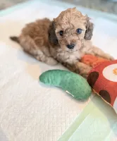 💚 Little shaded cream, a male Doxiepoo for sale in Warsaw, OH – 5 of 9