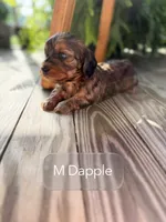 Shaded red , a male Doxiepoo for sale in Warsaw, OH – 1 of 3