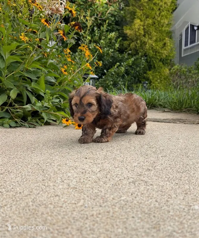 💙 Shaded red boy (weight 3.1 on 07/21/2026) – Doxiepoo, Miniature Dachshund puppy for sale in Fort Knox, KY