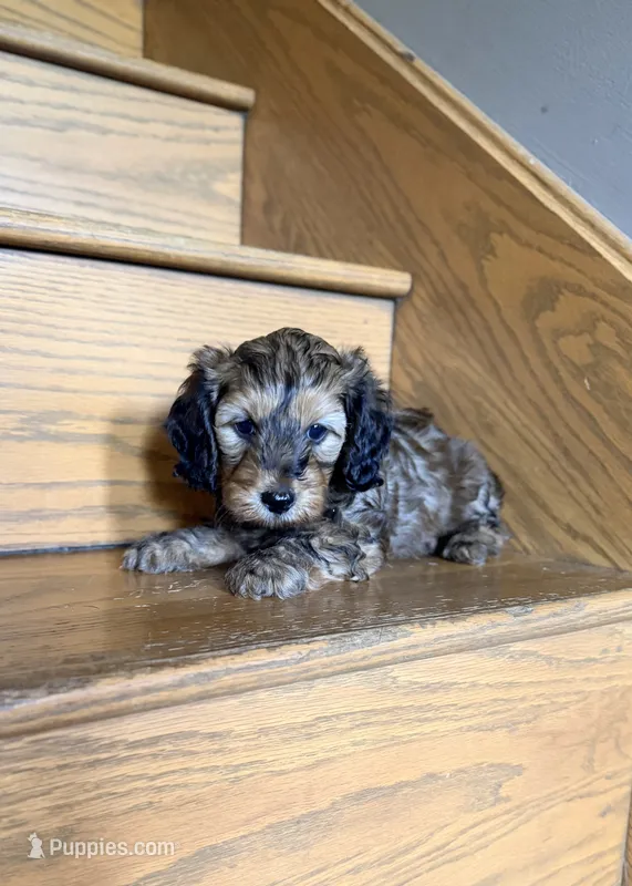 💙 Shaded red boy – Doxiepoo, Miniature Dachshund puppy for sale in Fort Knox, KY