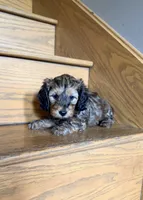 💙 Shaded red boy (weight 3.1 on 07/21/2026), a male Doxiepoo and Miniature Dachshund for sale in Fort Knox, KY – 2 of 3