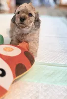 💚 Little shaded cream, a male Doxiepoo for sale in Warsaw, OH – 6 of 9