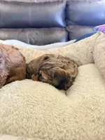 Little Red shaded male , a male Doxiepoo for sale in Warsaw, OH – 2 of 8