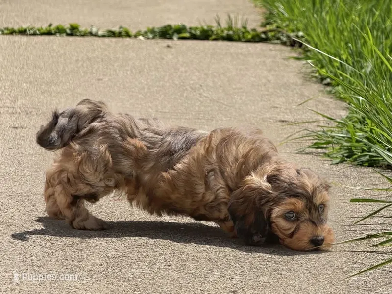 Blue eyed boy🧡 (weight 2.5 on 07/21/2026)  – Doxiepoo, Miniature Dachshund puppy for sale in Fort Knox, KY