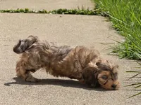 Blue eyed boy🧡 (weight 2.5 on 07/21/2026) , a male Doxiepoo and Miniature Dachshund for sale in Fort Knox, KY – 1 of 4