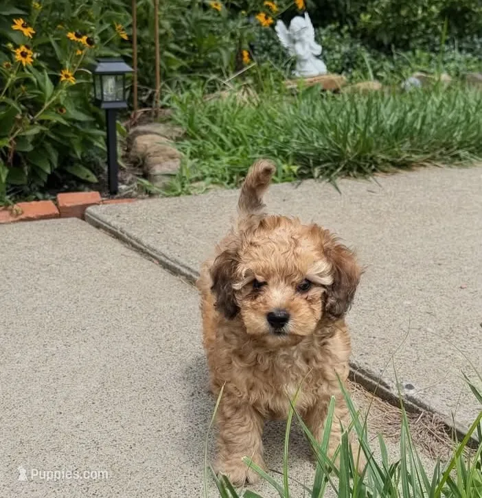 💚 Shaded cream (weight 3.4 on 07/21/2026) – Doxiepoo, Miniature Dachshund puppy for sale in Fort Knox, KY