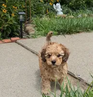 💚 Shaded cream (weight 3.4 on 07/21/2026), a male Doxiepoo and Miniature Dachshund for sale in Fort Knox, KY – 1 of 3