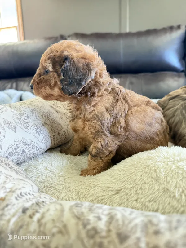 Curly red  – Doxiepoo puppy for sale in Warsaw, OH