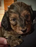 💙 Shaded red boy, a male Doxiepoo for sale in Warsaw, OH – 5 of 8