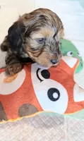 💙 Shaded red boy, a male Doxiepoo for sale in Warsaw, OH – 4 of 8
