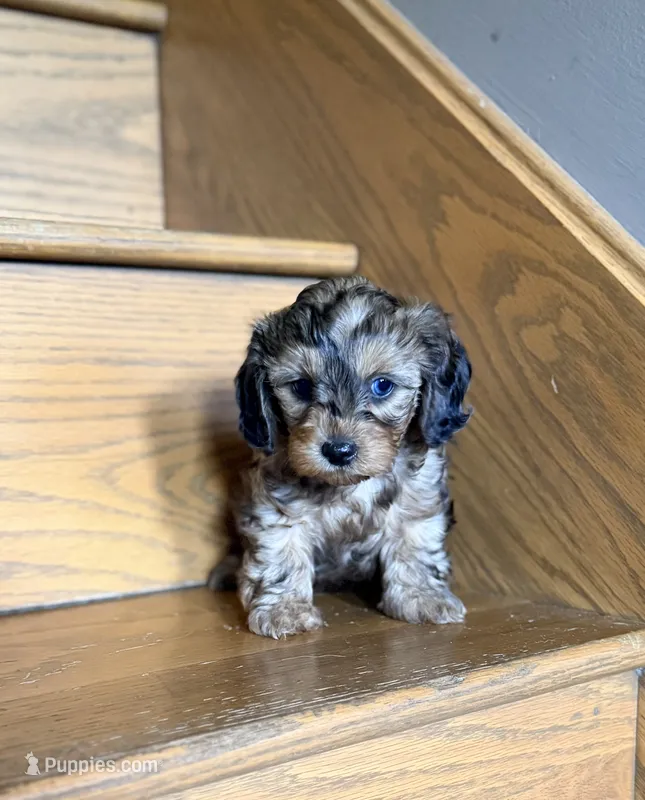 Little shaded red 🧡 – Doxiepoo, Miniature Dachshund puppy for sale in Fort Knox, KY