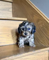 Blue eyed boy🧡 (weight 2.5 on 07/21/2026) , a male Doxiepoo and Miniature Dachshund for sale in Fort Knox, KY – 2 of 4