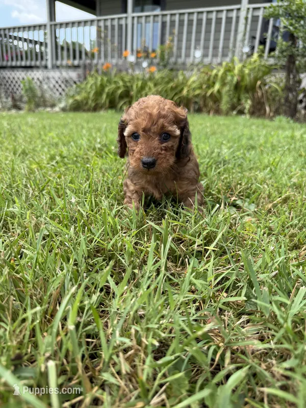 Miss Red 💜  – Doxiepoo, Miniature Dachshund puppy for sale in Warsaw, OH