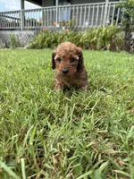 Miss Red 💜 , a female Doxiepoo and Miniature Dachshund for sale in Warsaw, OH – 1 of 7