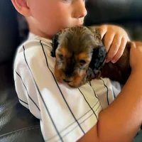 💙 Shaded red boy, a male Doxiepoo for sale in Warsaw, OH – 6 of 8