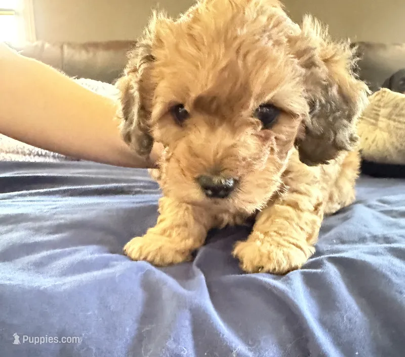 Shaded cream  – Doxiepoo puppy for sale in Warsaw, OH