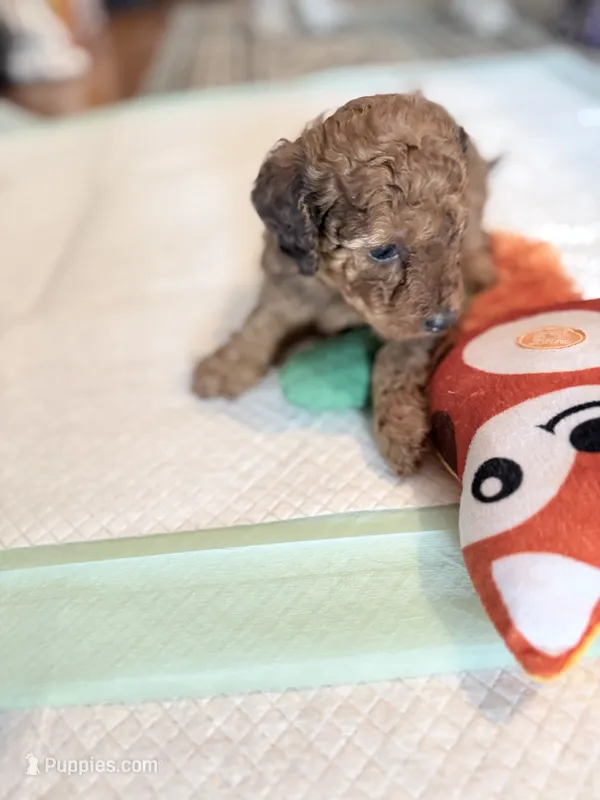 Curly red  – Doxiepoo puppy for sale in Warsaw, OH