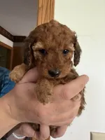 Miss Red 💜 , a female Doxiepoo and Miniature Dachshund for sale in Warsaw, OH – 4 of 7