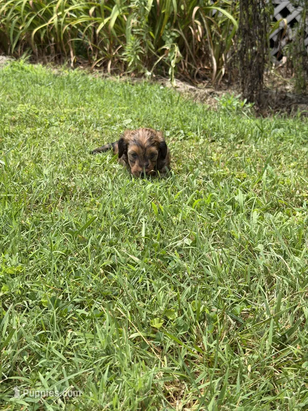 💙 Shaded red boy – Doxiepoo, Miniature Dachshund puppy for sale in Warsaw, OH
