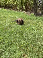 💙 Shaded red boy, a male Doxiepoo and Miniature Dachshund for sale in Warsaw, OH – 1 of 9