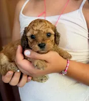 💚 Little shaded cream, a male Doxiepoo for sale in Warsaw, OH – 8 of 9