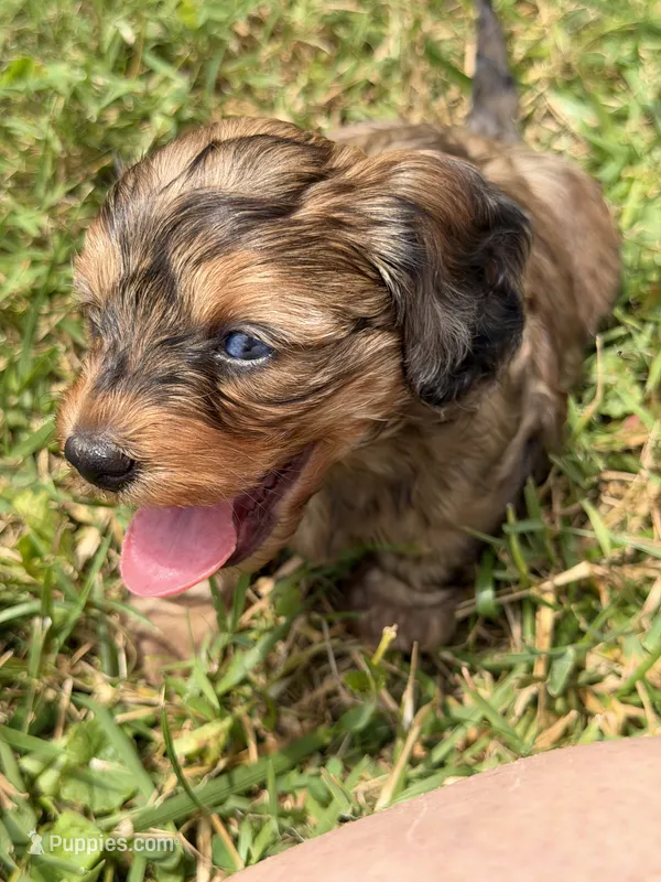 Little shaded red 🧡 – Doxiepoo, Miniature Dachshund puppy for sale in Warsaw, OH