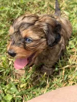 Little shaded red 🧡, a male Doxiepoo and Miniature Dachshund for sale in Warsaw, OH – 1 of 8