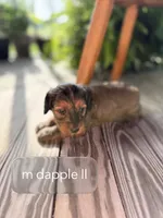 Dapple male , a male Doxiepoo for sale in Warsaw, OH – 8 of 10