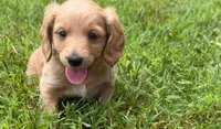 Mr. Cream 💛, a male Doxiepoo and Miniature Dachshund for sale in Warsaw, OH – 2 of 7