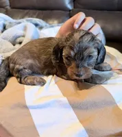 Dapple male , a male Doxiepoo for sale in Warsaw, OH – 6 of 10