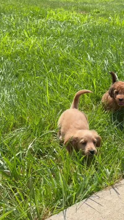 💚 Shaded cream (weight 3.4 on 07/21/2026), a male Doxiepoo and Miniature Dachshund for sale in Fort Knox, KY – 3 of 3