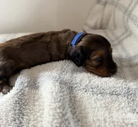 Shaded red , a male Doxiepoo for sale in Warsaw, OH – 3 of 3